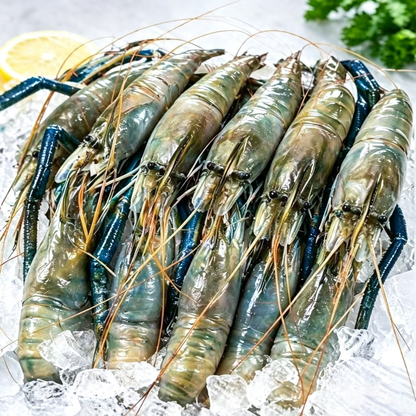Giant River Prawn